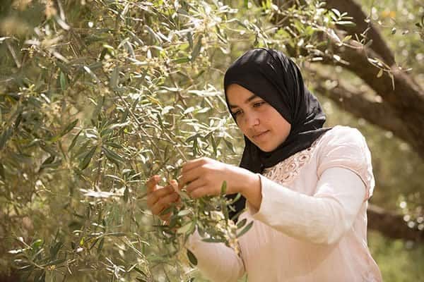 Olive Oil Picker