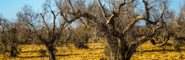 Symptoms of X. fastidiosa on olive trees in Puglia (Southern Italy).