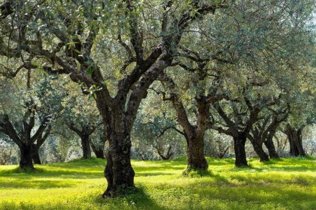 Extra Virgin Olive Oil And Environmental Wellness