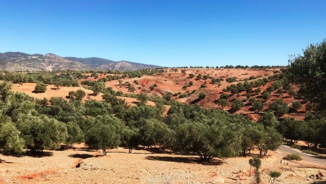 Olive Oil Trees In Morocco