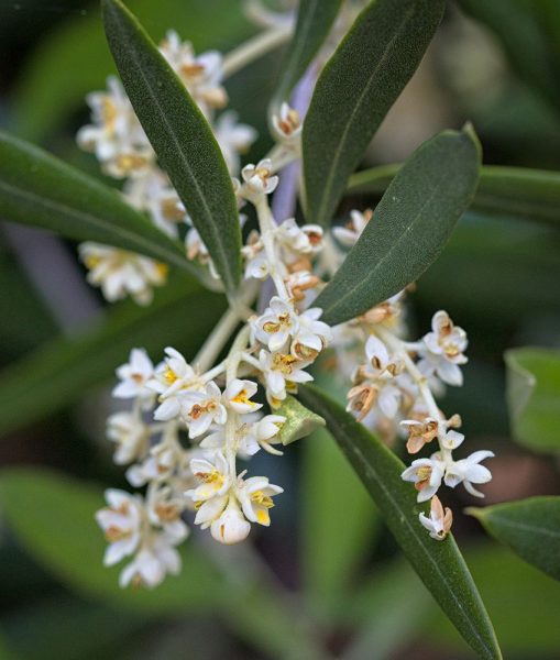Blooming 1: how our olives are grown