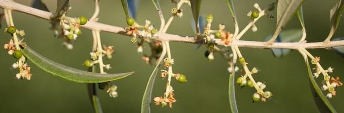 Flowering Of Olives