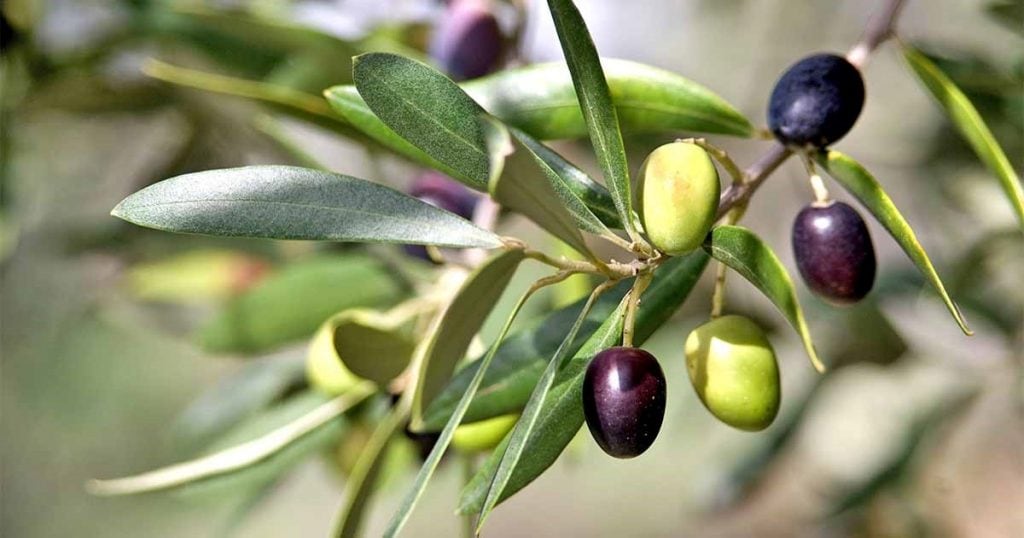 Lingans Polyphenols