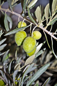 Can Extra Virgin Olive Oil Help Natural Beauty