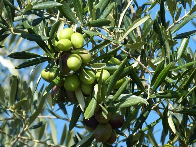 Health Benfits Of The Mighty Olive