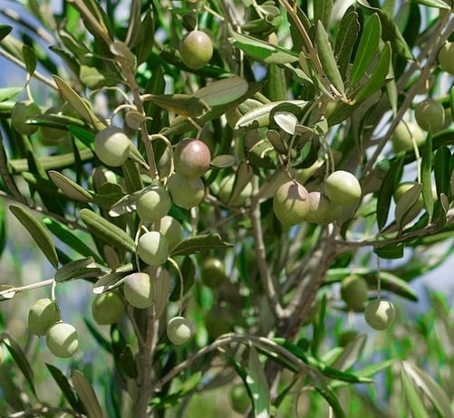 Our Olives Morocco Gold