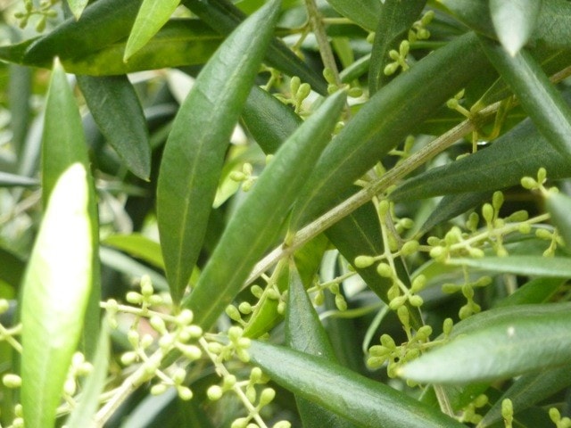 Fertile Olives