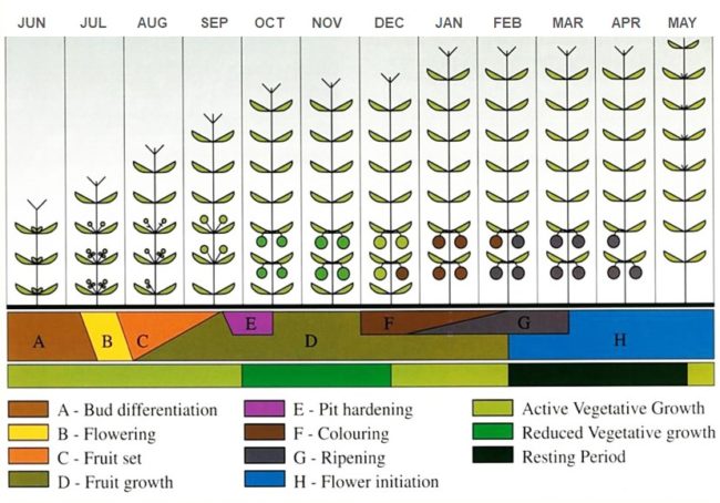 Growth Cycle Of Olives