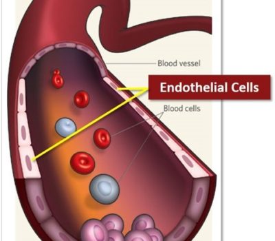 Endothelial Cells