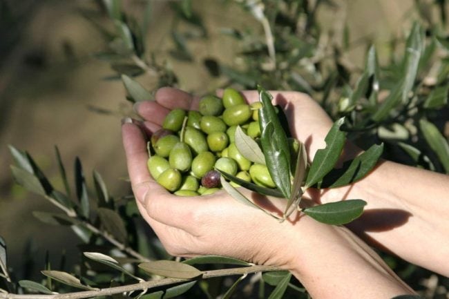 Evoo Key Facts