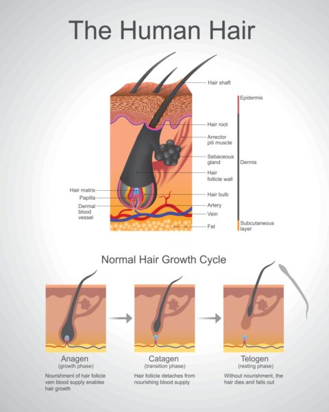 Human Hair Anatomy Illustration Dermis Epidermis