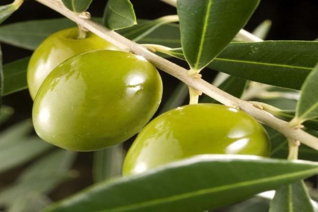 Olive Oil For Athletic Performance