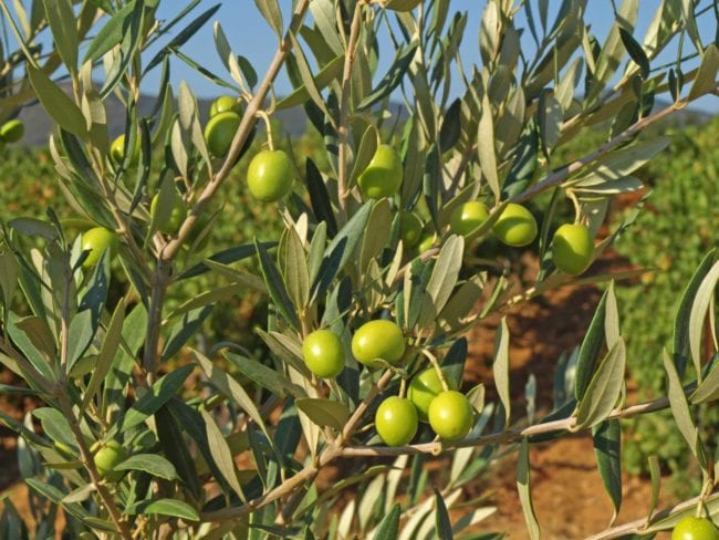 Polyphenols In Morocco Gold Extra Virgin Olive Oil