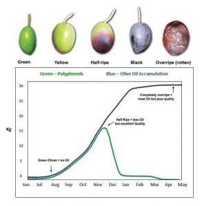 Ripening Chart