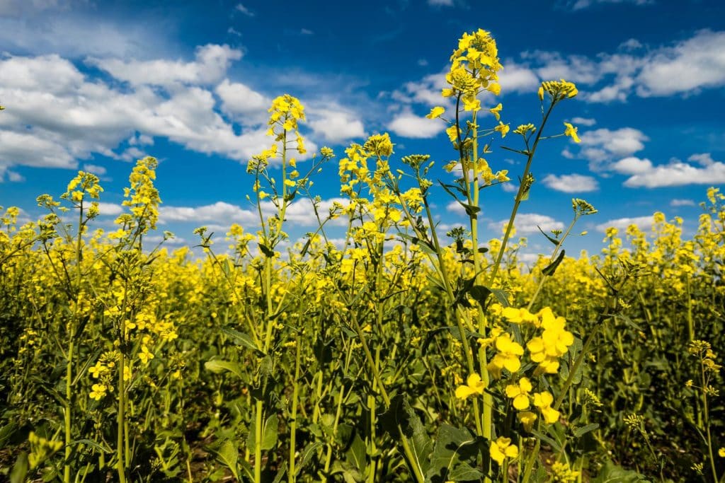 Blooming Canola Field And Blu Sky With White Clouds