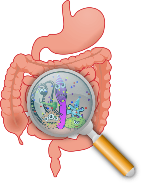 Boost Your Microbiome Gut Healthy Foods