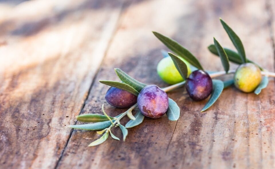 Fresh Olives Produce Quality Extra Virgin Olive Oil