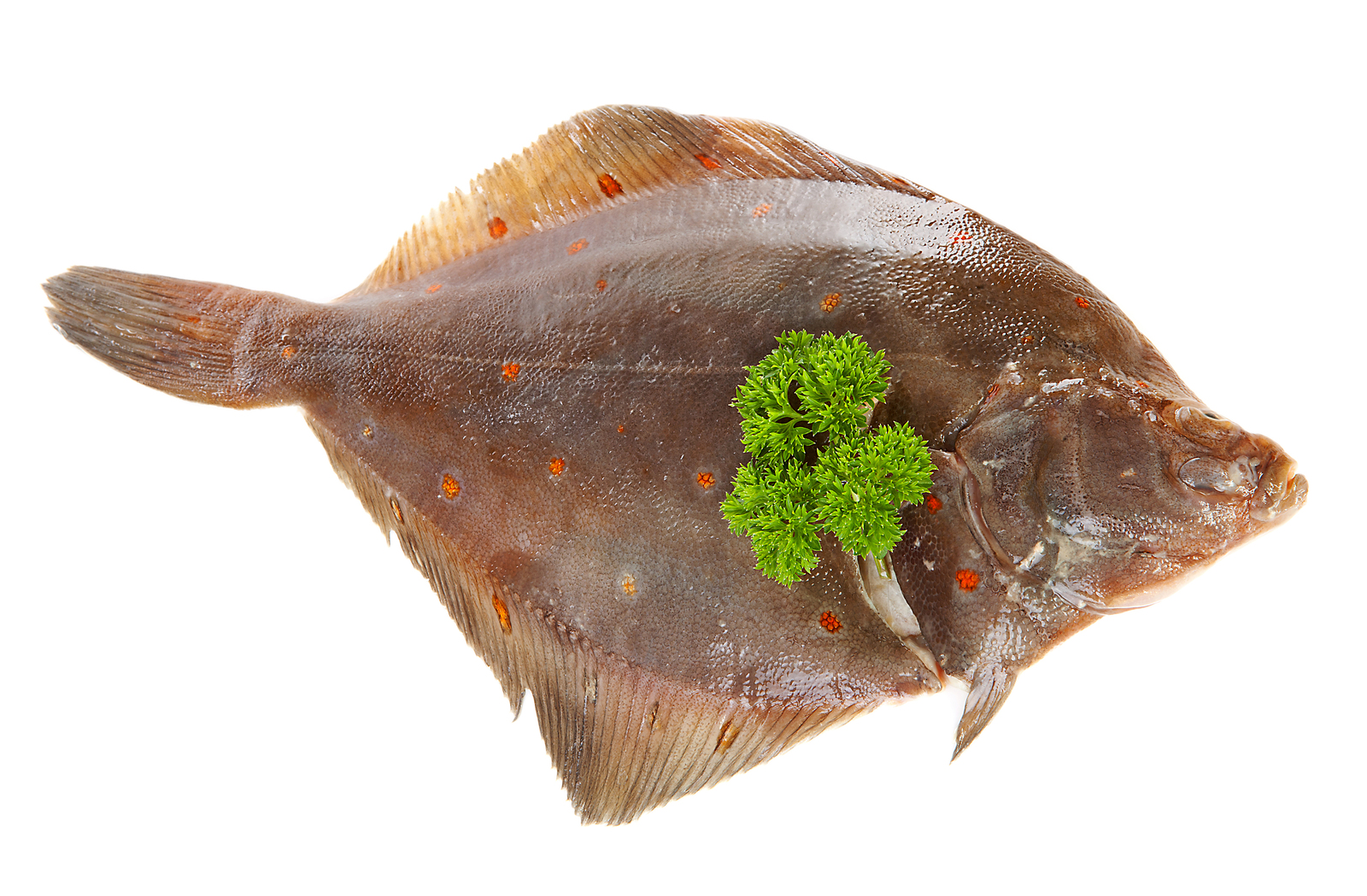 Pairing Fish With Evoo Baked Fish Plaice